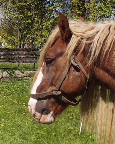 Hest står på en græsmark i grønne omgivelser.